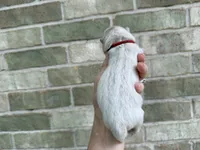 Freedom / creamy white, a male Chow Chow for sale in Austin, TX – 9 of 10