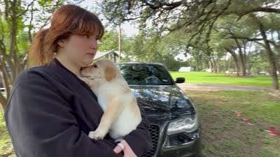 CHOWBRADOR , a male Chow Chow and Labrador Retriever for sale in Austin, TX – 3 of 10