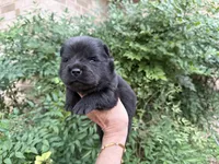 PRESQUE ISLE , a male Chow Chow for sale in Austin, TX – 10 of 10