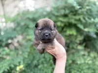 MADAWASKA (Red), a female Chow Chow for sale in Austin, TX – 6 of 10