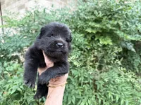 EASTON (black), a male Chow Chow for sale in Austin, TX – 3 of 10