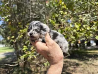 MERLE “SPRINKLES” cookies n cream , a female Pomeranian for sale in Austin, TX – 8 of 10