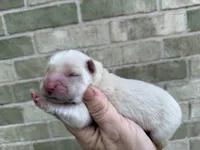 VALOR creamy white, a male Chow Chow for sale in Austin, TX – 6 of 10