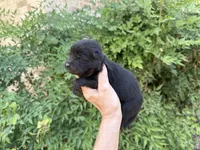 EASTON (black), a male Chow Chow for sale in Austin, TX – 8 of 10