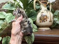 Merle CONFETTI, a male Pomeranian for sale in Austin, TX – 6 of 10