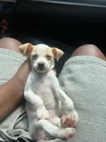 coco, a female Chihuahua for sale in Salisbury, NC – 2 of 2