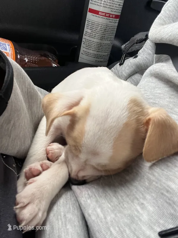 coco – Chihuahua puppy for sale in Salisbury, NC
