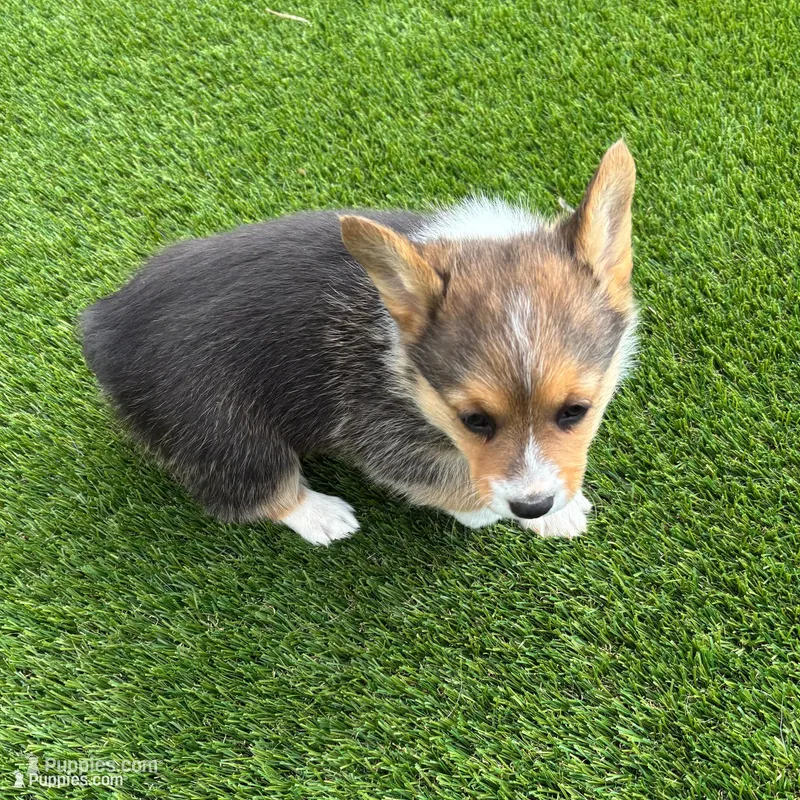 Daisey, a female Pembroke Welsh Corgi for sale in Benson, AZ – Photo 1 of 1
