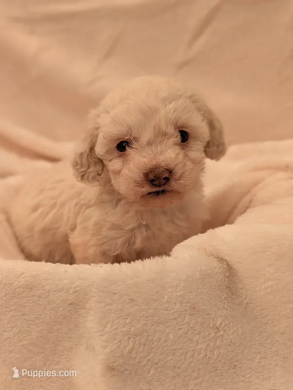 Lola – Poodle - Miniature  puppy for sale in Sugarcreek, OH