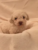 Lola, a female Poodle - Miniature  for sale in Sugarcreek, OH – 1 of 3