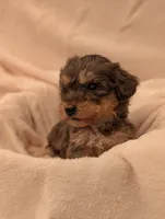 Holly, a female Poodle - Miniature  for sale in Sugarcreek, OH – 1 of 3
