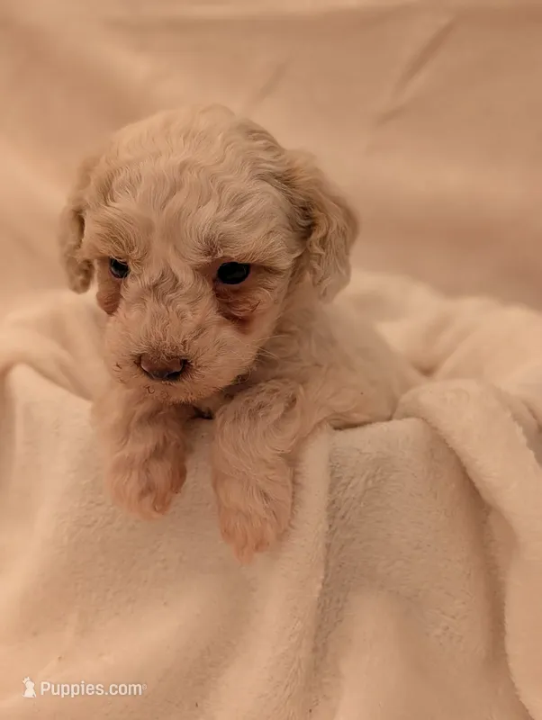 Nala – Poodle - Miniature  puppy for sale in Sugarcreek, OH