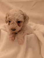 Nala, a female Poodle - Miniature  for sale in Sugarcreek, OH – 1 of 3