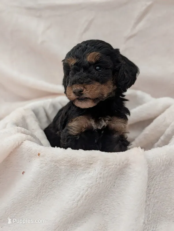 Autumn – Poodle - Miniature  puppy for sale in Sugarcreek, OH