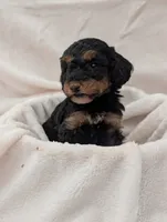Autumn, a female Poodle - Miniature  for sale in Sugarcreek, OH – 1 of 3