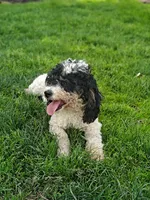 Rolo, a male Poodle - Miniature  for sale in Sugarcreek, OH – 2 of 3