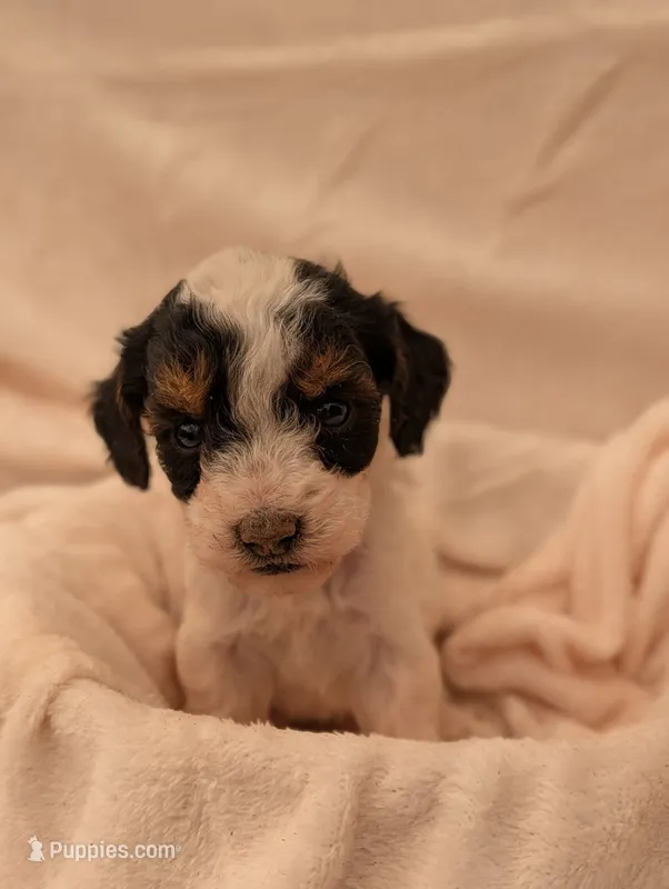 Milo – Poodle - Miniature  puppy for sale in Sugarcreek, OH