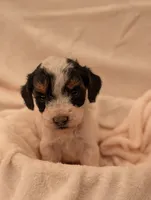 Milo, a male Poodle - Miniature  for sale in Sugarcreek, OH – 1 of 3