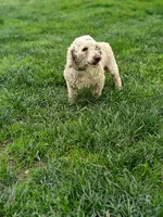 Milo, a male Poodle - Miniature  for sale in Sugarcreek, OH – 3 of 3