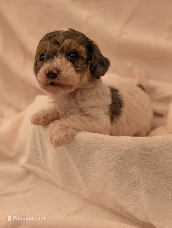 Rolo – Poodle - Miniature  puppy for sale in Sugarcreek, OH