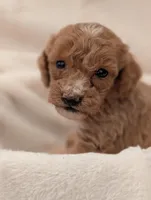 Remy, a male Poodle - Miniature  for sale in Sugarcreek, OH – 1 of 3