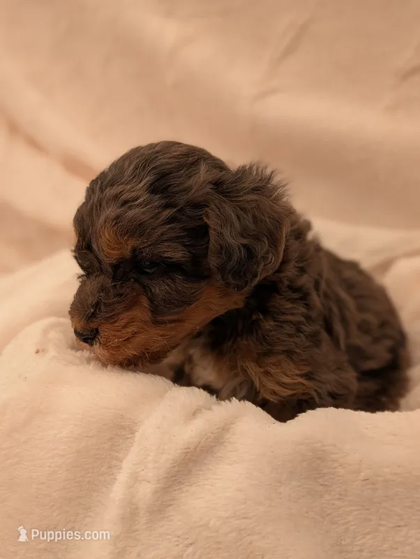 Clover – Poodle - Miniature  puppy for sale in Sugarcreek, OH
