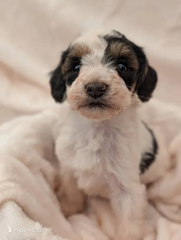 Boots – Poodle - Miniature  puppy for sale in Sugarcreek, OH