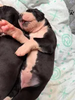 Rolley Pulley, a female Great Dane for sale in Hillsboro, OR – 2 of 4