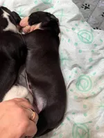 Rolley Pulley, a female Great Dane for sale in Hillsboro, OR – 3 of 4
