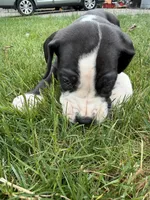 Squakers, a male Great Dane for sale in Hillsboro, OR – 3 of 4