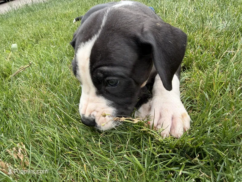 Squakers – Great Dane puppy for sale in Hillsboro, OR