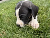 Squakers, a male Great Dane for sale in Hillsboro, OR – 1 of 4