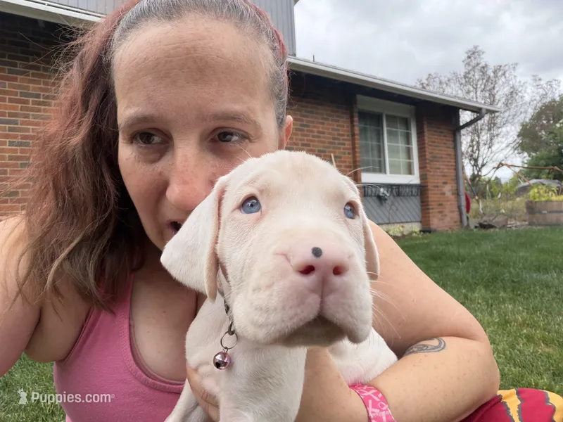 Queen of Hearts – Great Dane puppy for sale in Hillsboro, OR