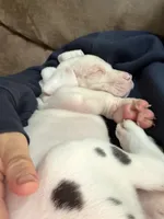 Queen of Hearts, a female Great Dane for sale in Hillsboro, OR – 2 of 3