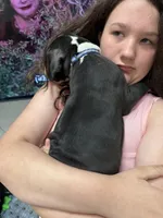 Squakers, a male Great Dane for sale in Hillsboro, OR – 2 of 4