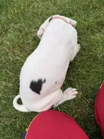 Queen of Hearts, a female Great Dane for sale in Hillsboro, OR – 3 of 3