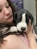 Squakers, a male Great Dane for sale in Hillsboro, OR – 4 of 4