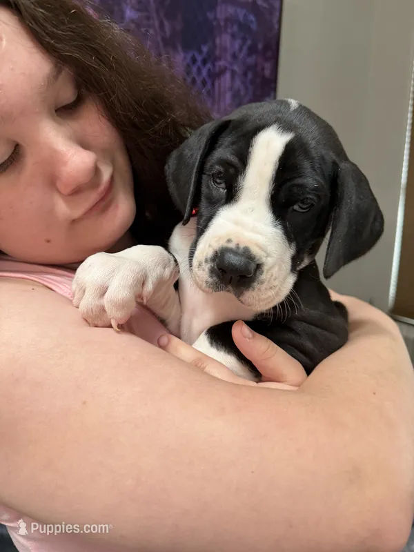Rolley Pulley – Great Dane puppy for sale in Hillsboro, OR