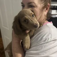 Papi, a male Dachshund for sale in West Palm Beach, FL – Photo 4 of 9