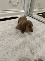 Papi, a male Dachshund for sale in West Palm Beach, FL – Photo 3 of 9