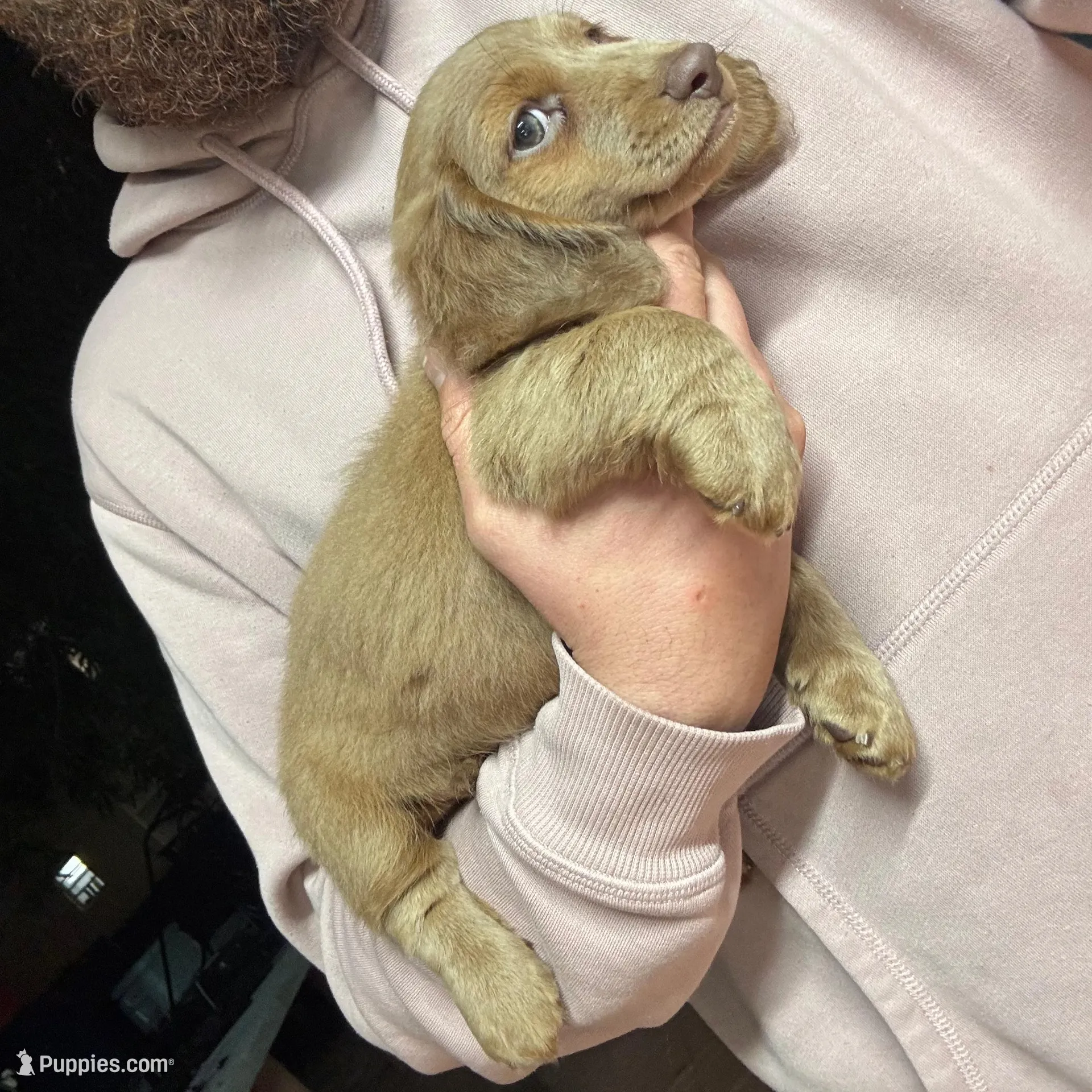 Papi, a male Dachshund for sale in West Palm Beach, FL – Photo 9 of 9