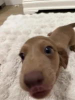 Papi, a male Dachshund for sale in West Palm Beach, FL – Photo 5 of 9