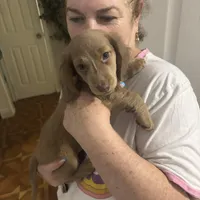 Papi, a male Dachshund for sale in West Palm Beach, FL – Photo 8 of 9