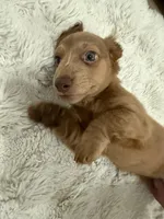 Papi, a male Dachshund for sale in West Palm Beach, FL – Photo 2 of 9