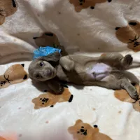 Papi, a male Dachshund for sale in West Palm Beach, FL – Photo 1 of 9