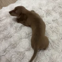 Papi, a male Dachshund for sale in West Palm Beach, FL – Photo 6 of 9