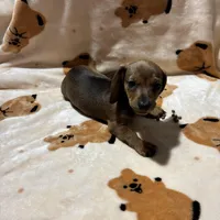 Leo, a male Dachshund for sale in West Palm Beach, FL – Photo 4 of 4