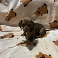 Leo, a male Dachshund for sale in West Palm Beach, FL – Photo 1 of 4