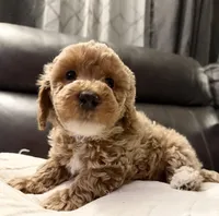 Chloe, a male Poodle - Toy  for sale in Kittanning, PA – Photo 3 of 6