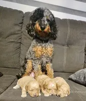 Chloe, a male Poodle - Toy  for sale in Kittanning, PA – Photo 4 of 6